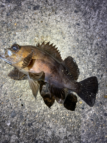 シロメバルの釣果