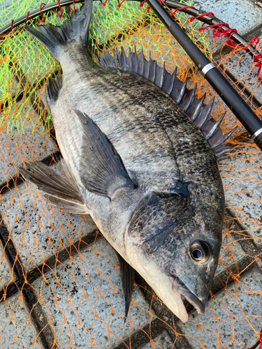 チヌの釣果