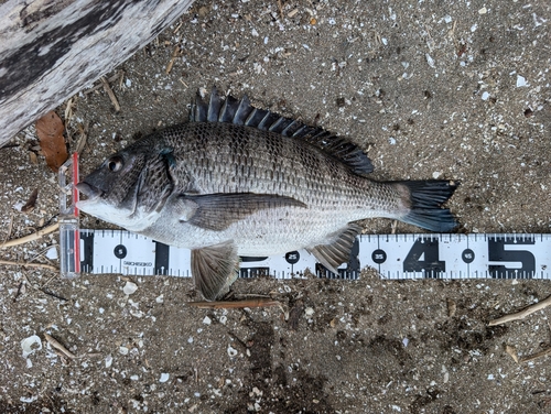 クロダイの釣果