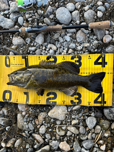 スモールマウスバスの釣果