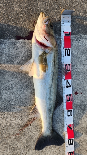 マルスズキの釣果