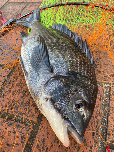 チヌの釣果