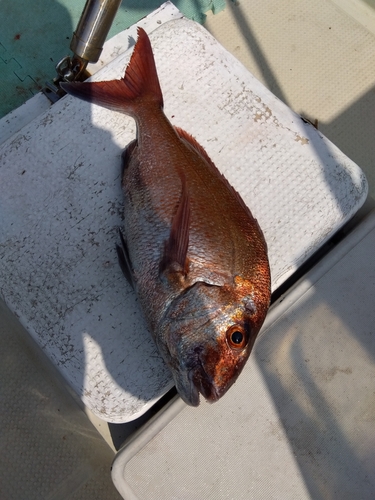 マダイの釣果