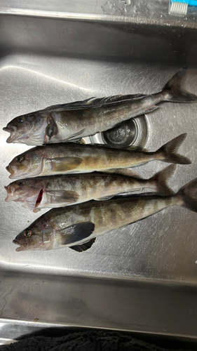 ホッケの釣果