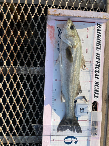 シーバスの釣果