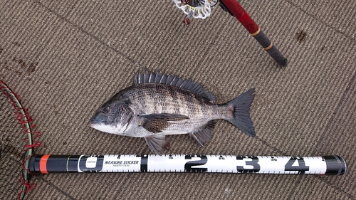 クロダイの釣果