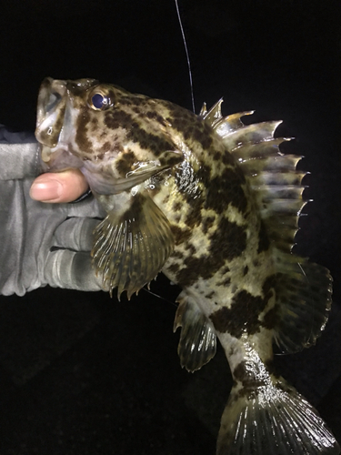 タケノコメバルの釣果