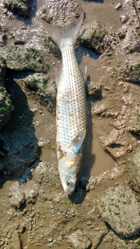 ボラの釣果