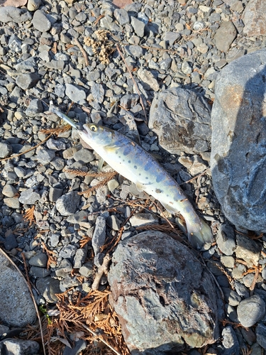 アマゴの釣果