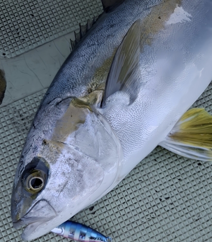 ヒラマサの釣果