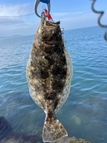 ヒラメの釣果