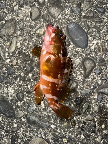 アカハタの釣果