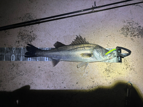 シーバスの釣果