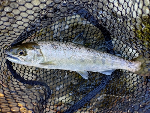 アマゴの釣果