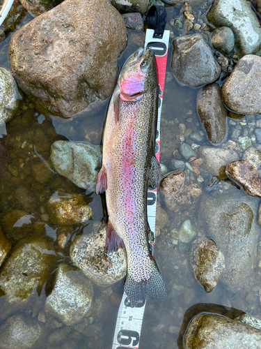 ニジマスの釣果