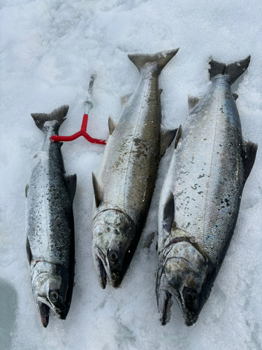 サクラマスの釣果