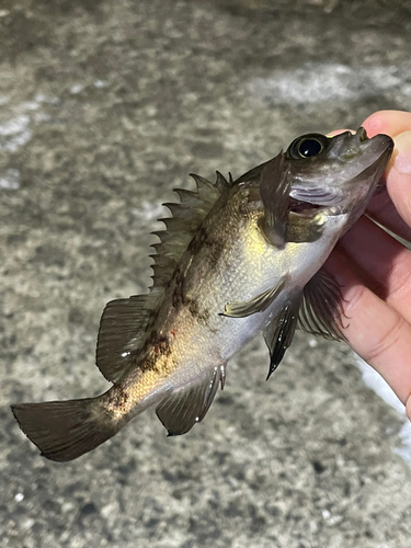 メバルの釣果