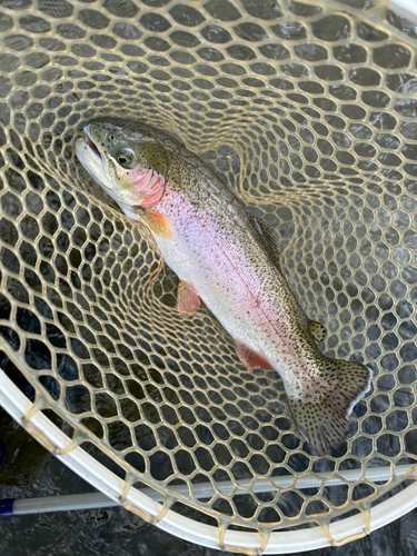 ニジマスの釣果