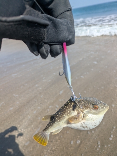 フグの釣果