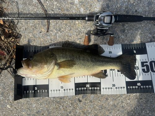 ブラックバスの釣果