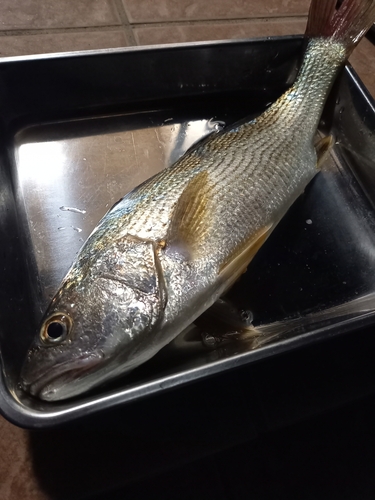 イシモチの釣果