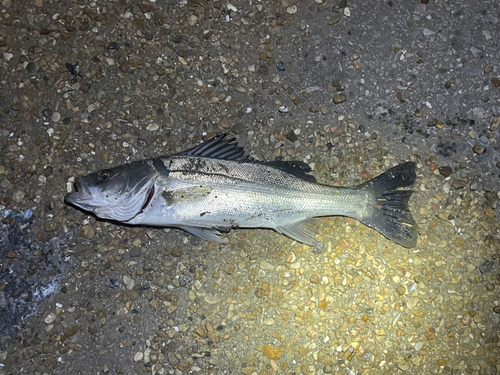 セイゴ（マルスズキ）の釣果