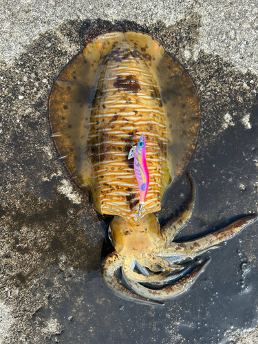 アオリイカの釣果