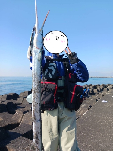 ダツの釣果