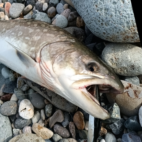 アメマスの釣果