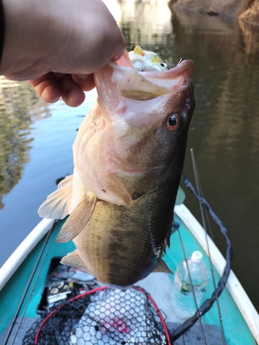 ブラックバスの釣果