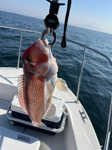 アマダイの釣果