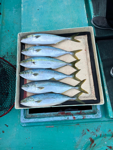 ヤズの釣果