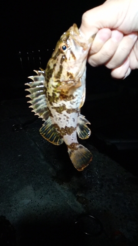 タケノコメバルの釣果