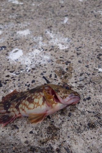 ヤリイカの釣果