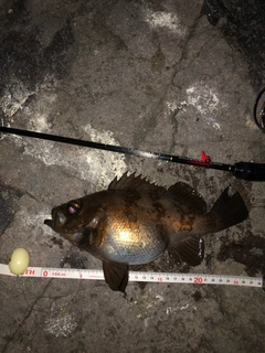 メバルの釣果