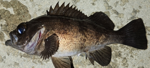 メバルの釣果