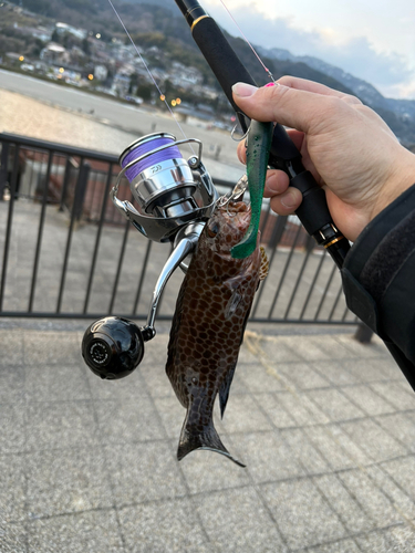 オオモンハタの釣果