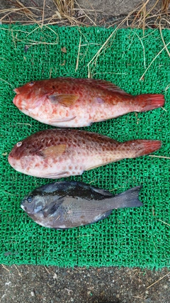 グレの釣果