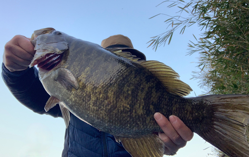 スモールマウスバスの釣果