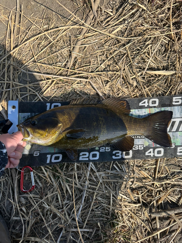 スモールマウスバスの釣果