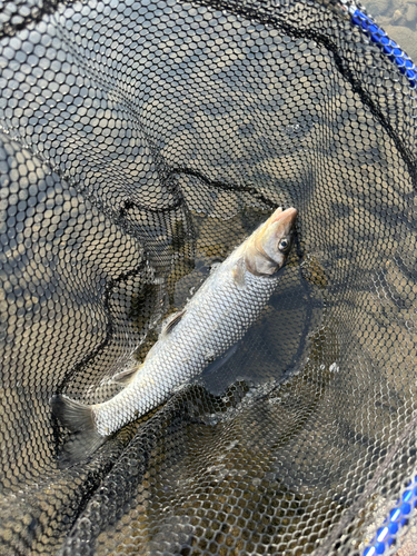 渡良瀬川下流