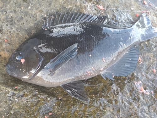 グレの釣果