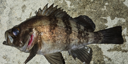 メバルの釣果