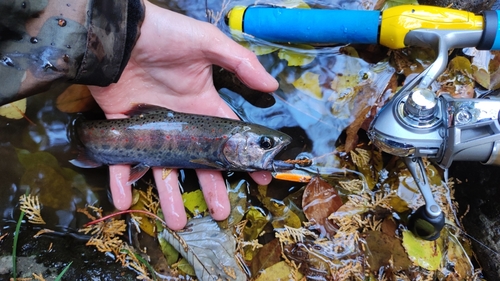 アマゴの釣果