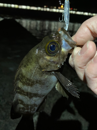 メバルの釣果