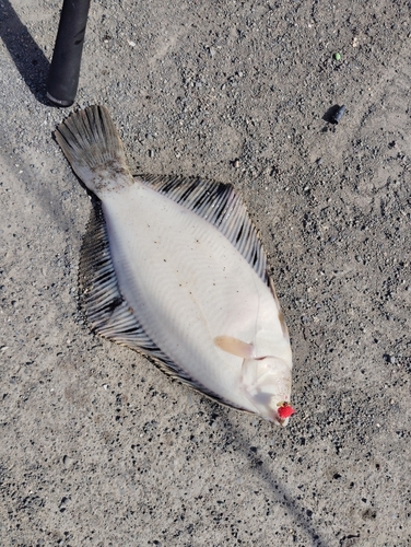 クロガシラガレイの釣果