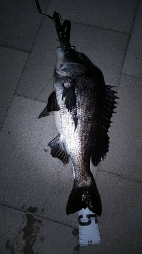 クロダイの釣果