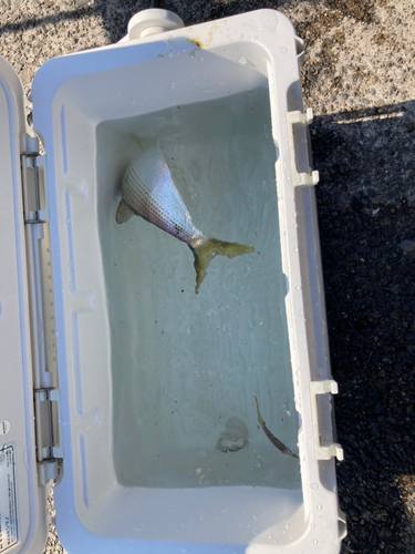 コノシロの釣果