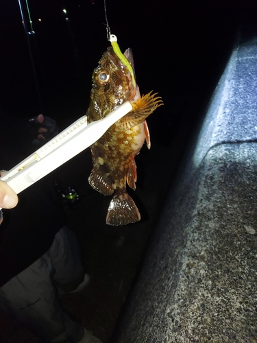 カサゴの釣果