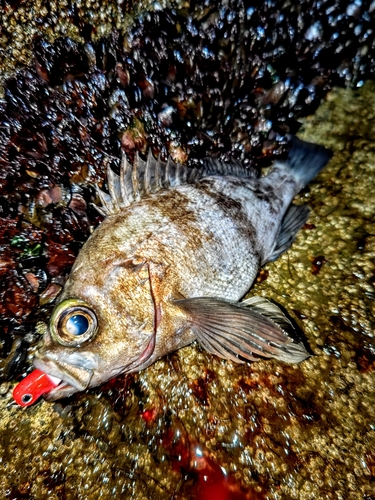 シロメバルの釣果